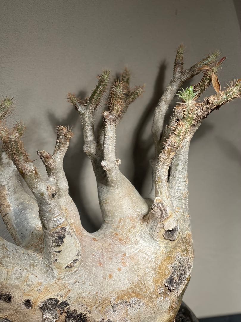 塊根植物 多幹 新芽あり パキポディウム　グラキリス　発根済み