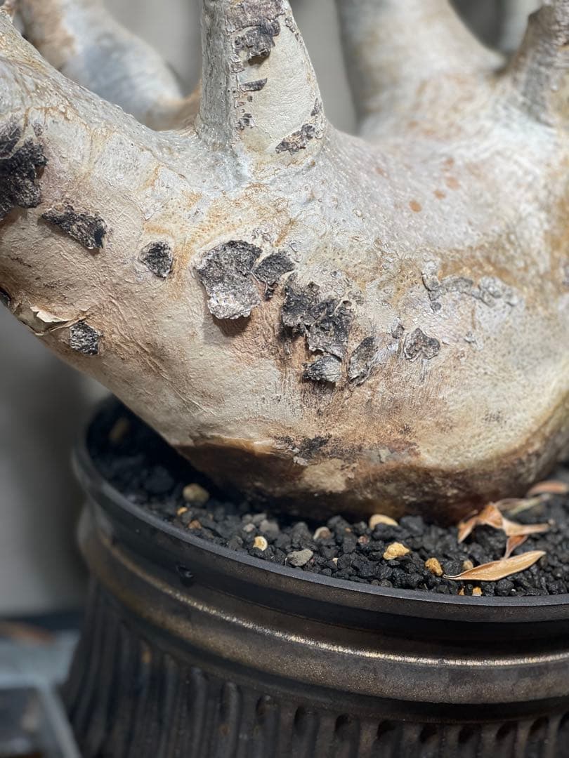 塊根植物 多幹 新芽あり パキポディウム　グラキリス　発根済み