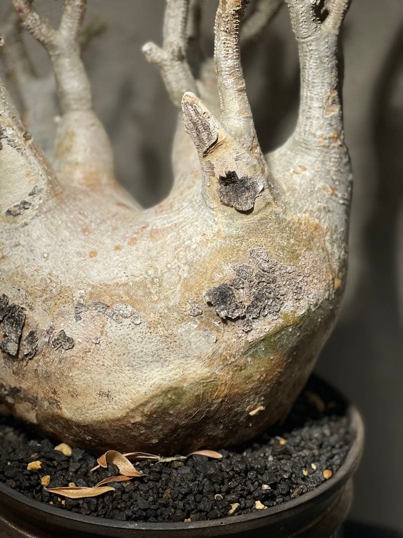 塊根植物 多幹 新芽あり パキポディウム　グラキリス　発根済み