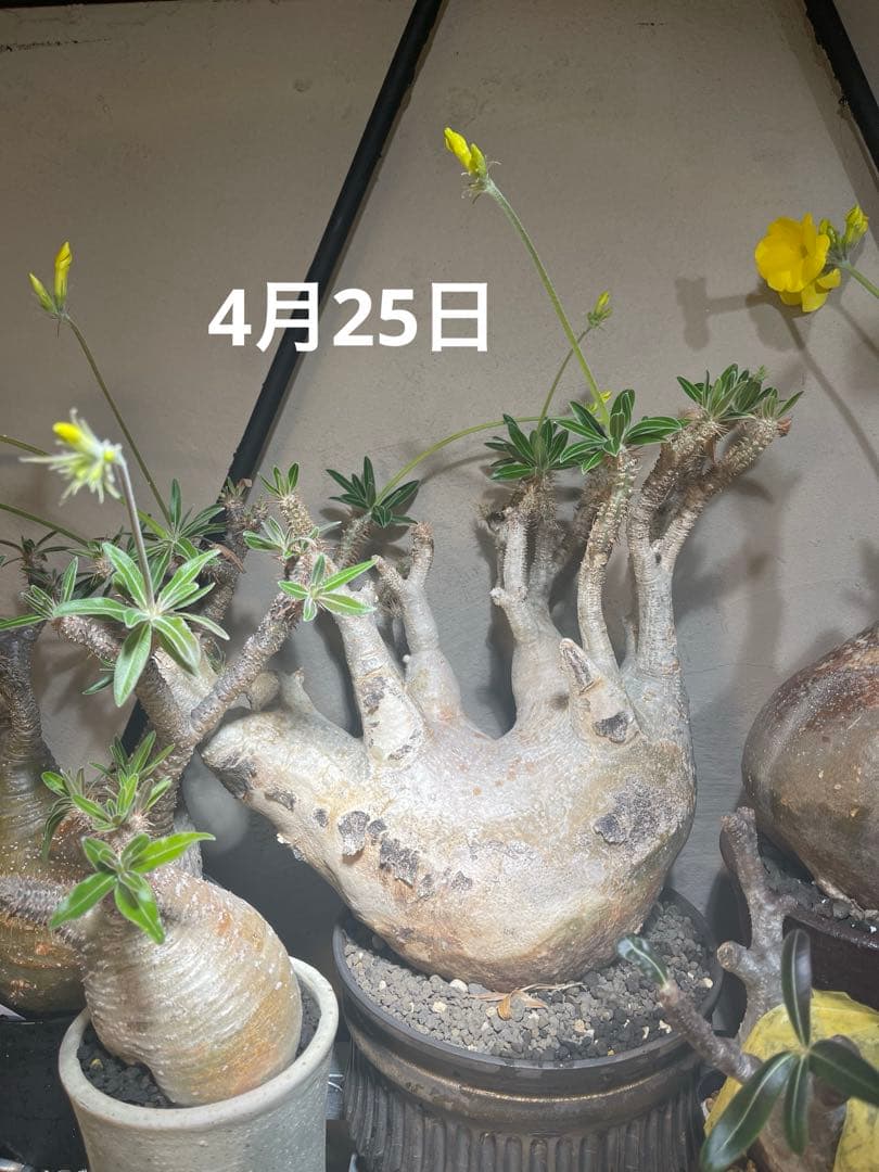 塊根植物 多幹 新芽あり パキポディウム　グラキリス　発根済み