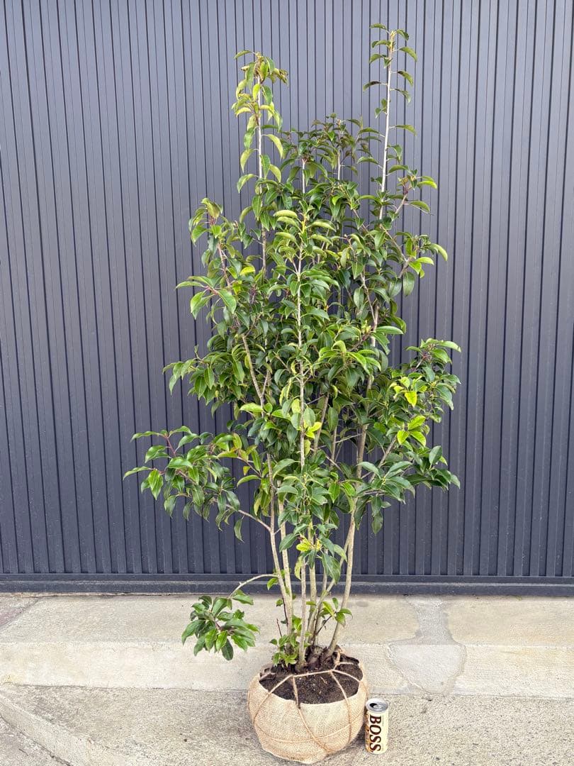 ◆ソヨゴ◆常緑樹◆複数株立◆雌株◆赤い実‼️◆④