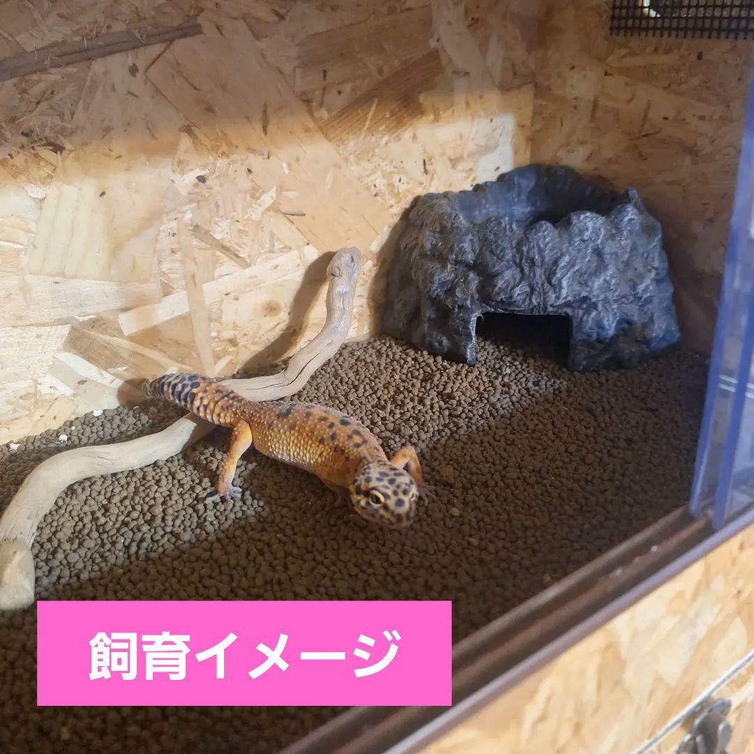 オールインワン！充実ケージ(未使用)2個セット