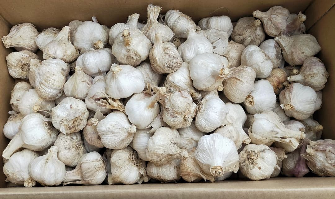 専用出品　農薬未使用　土佐ニンニク2.5kg