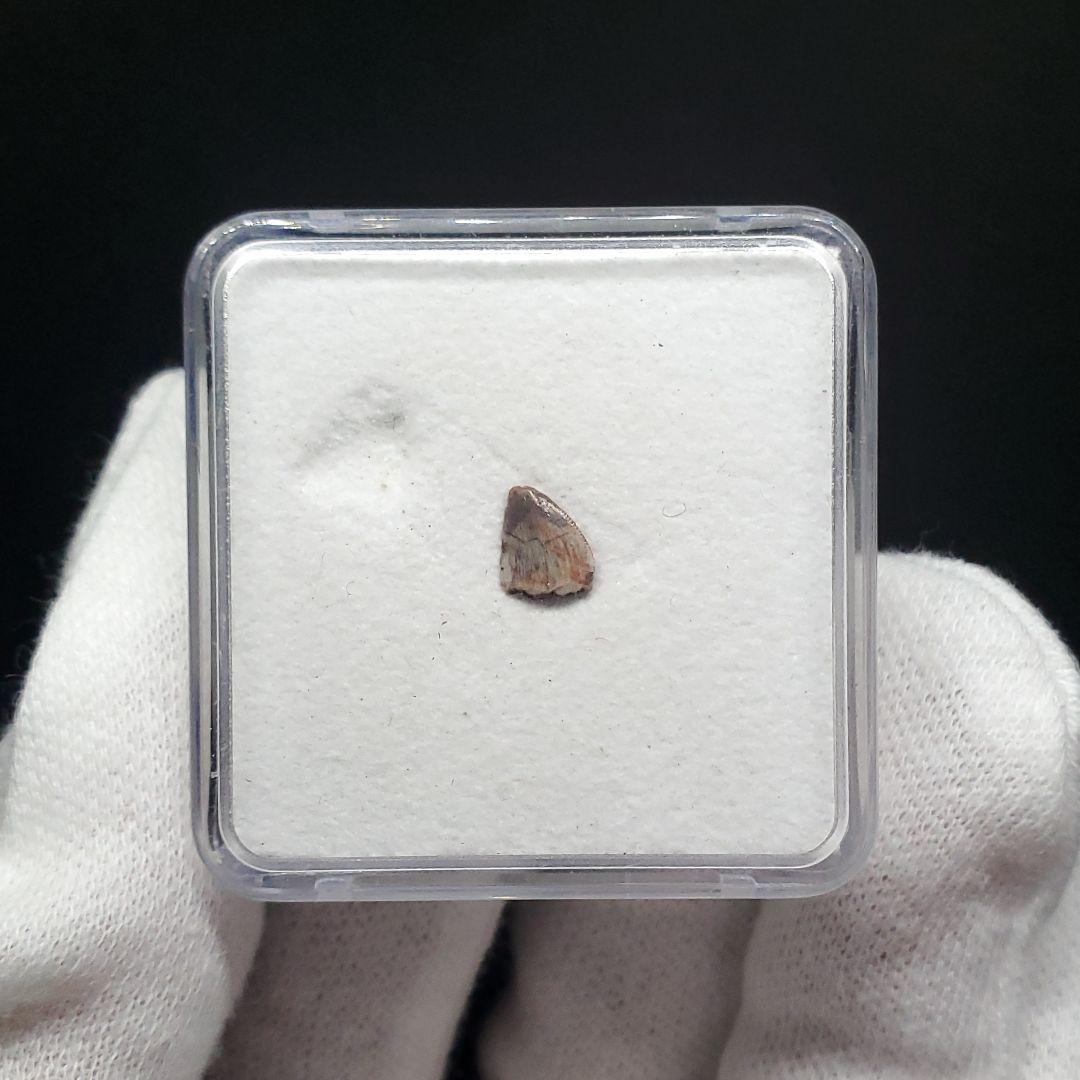 希少 ポストスクス 爬虫類 歯 化石 ニューメキシコ産 7.06mm fr66