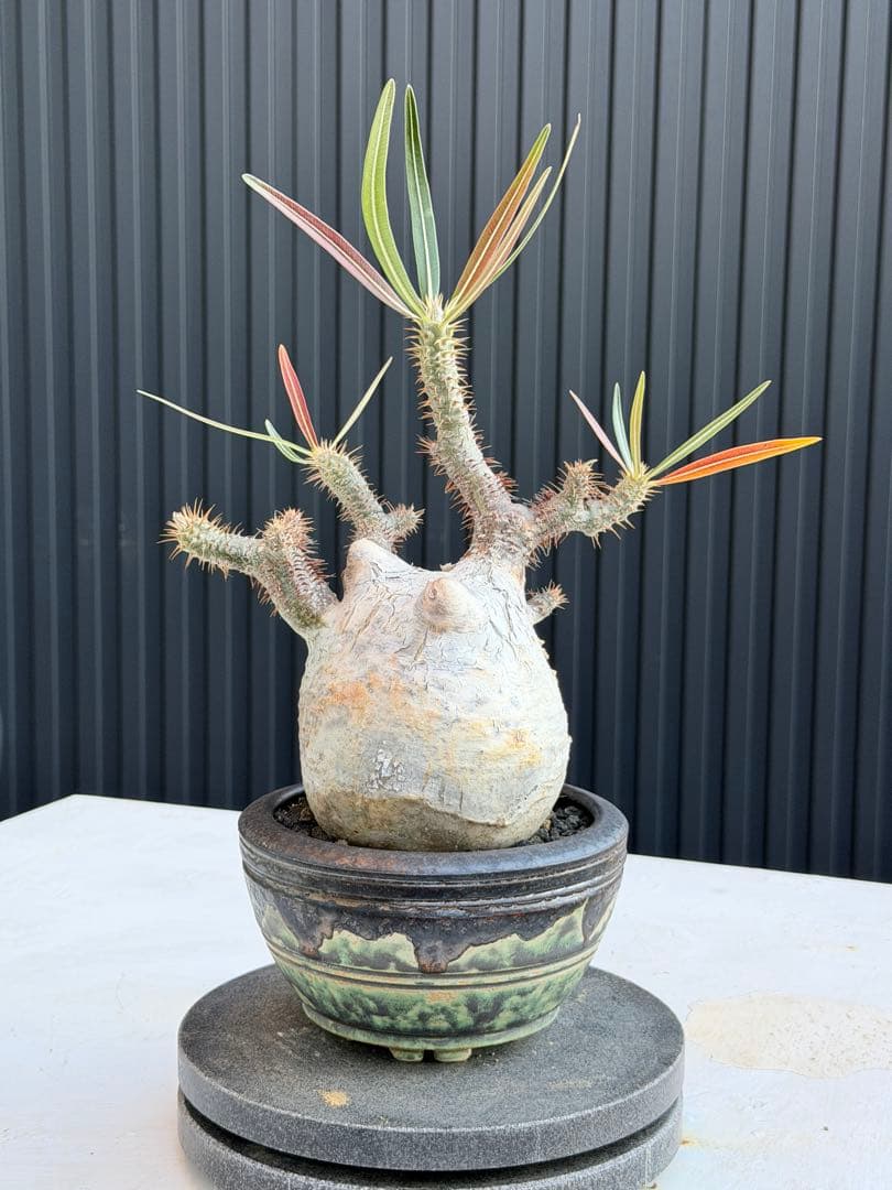 パキポディウム　グラキリス　現地球　良型　変態株　カクタスグリーン購入