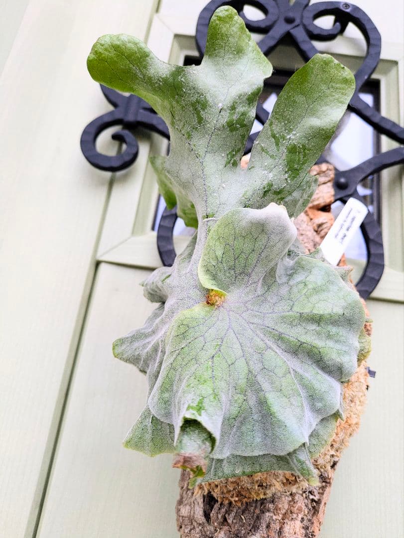 ビカクシダ☆P.superbum dwarf☆スパーバムドワーフ☆コルク仕立て