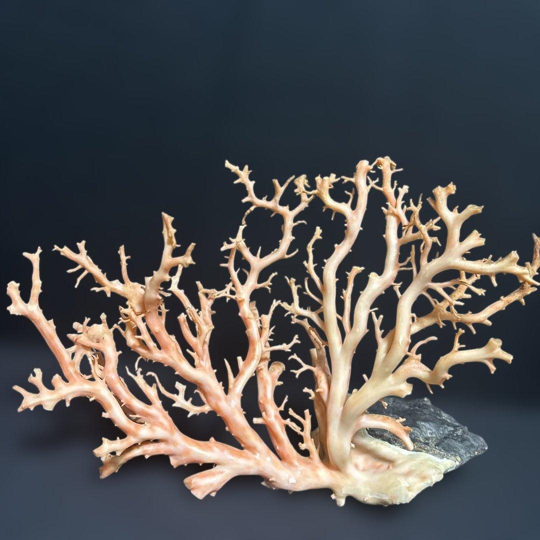 高知県産天然桃色珊瑚873グラム特大サイズ