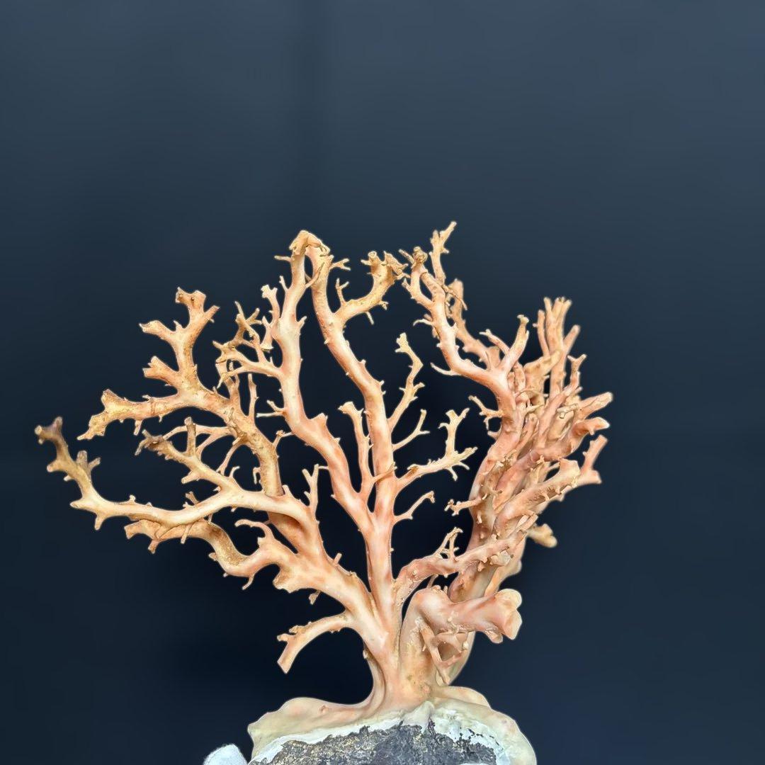 高知県産天然桃色珊瑚873グラム特大サイズ