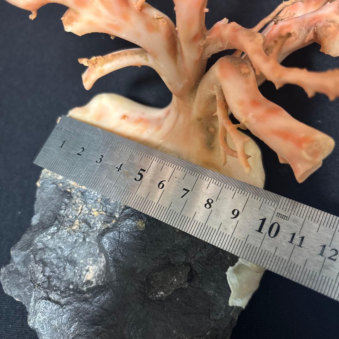 高知県産天然桃色珊瑚873グラム特大サイズ