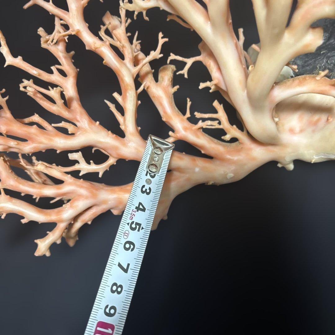 高知県産天然桃色珊瑚873グラム特大サイズ