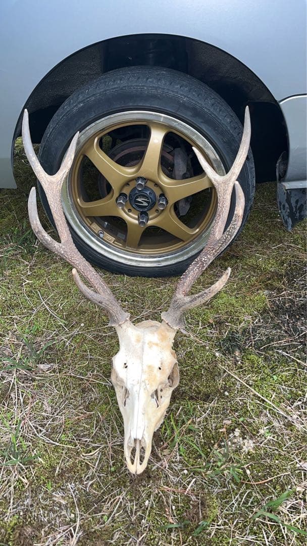 鹿の頭骨 置物 自然乾燥済み