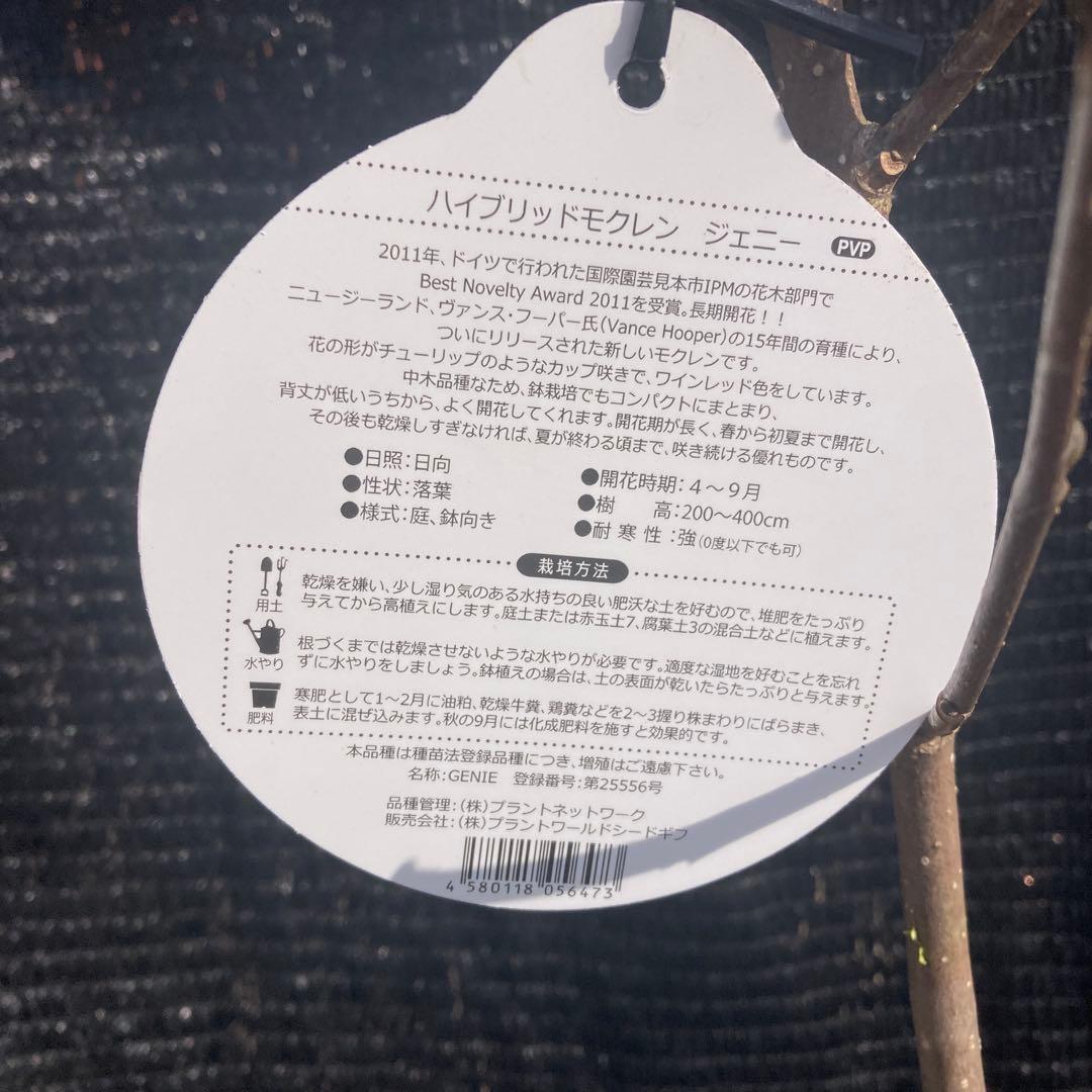 ②*:ஐ矮性で鉢栽培も可能‼︎魅力的な花色‼︎*:ஐモクレン・苗木【ジェニー】5号