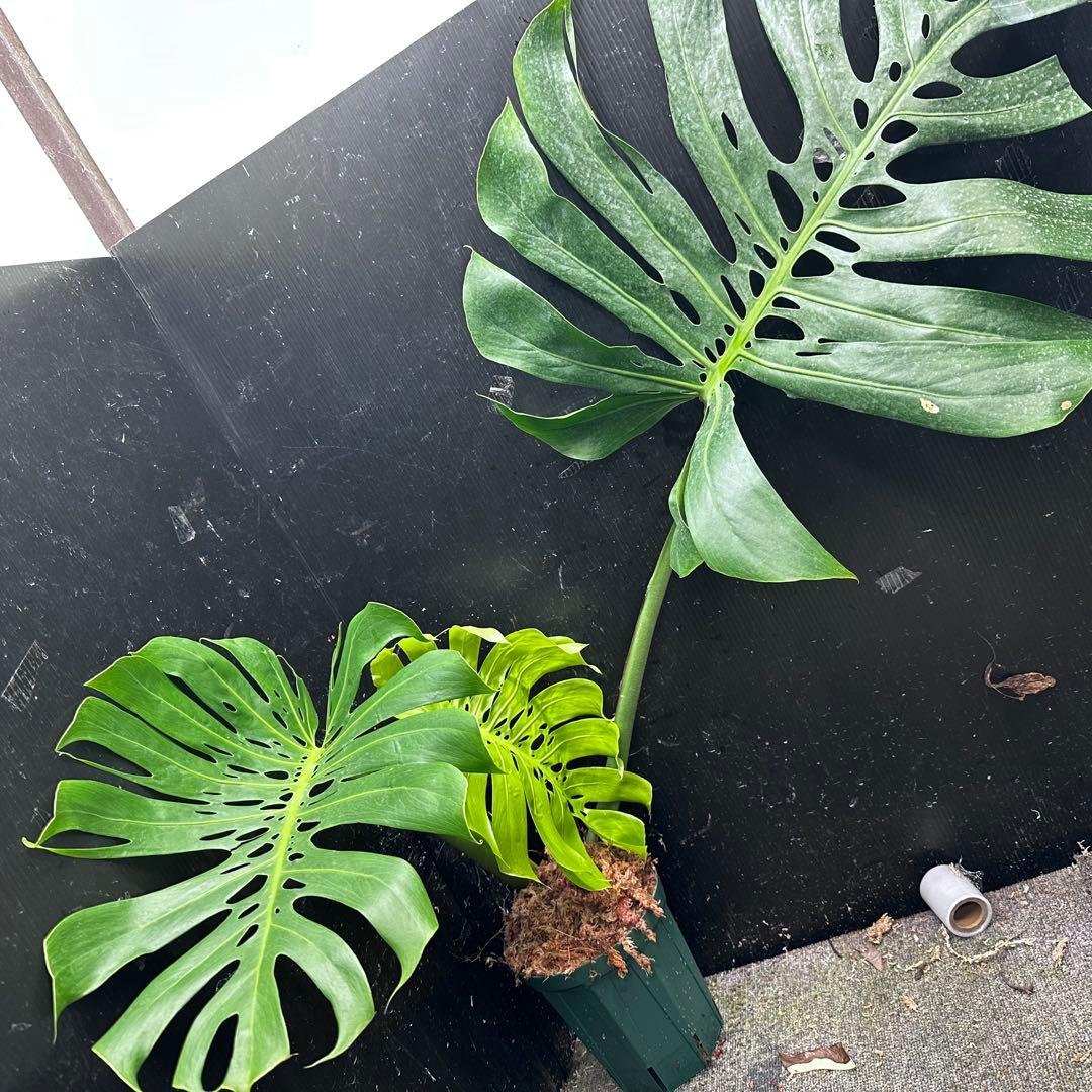 モンステラデリシオーサマクロコズム超希少系統鉢植え86㎝