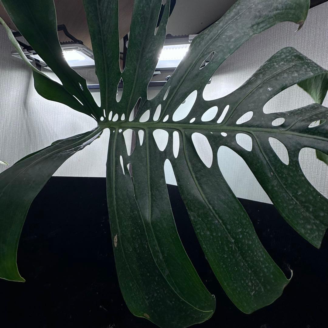 モンステラデリシオーサマクロコズム超希少系統鉢植え86㎝