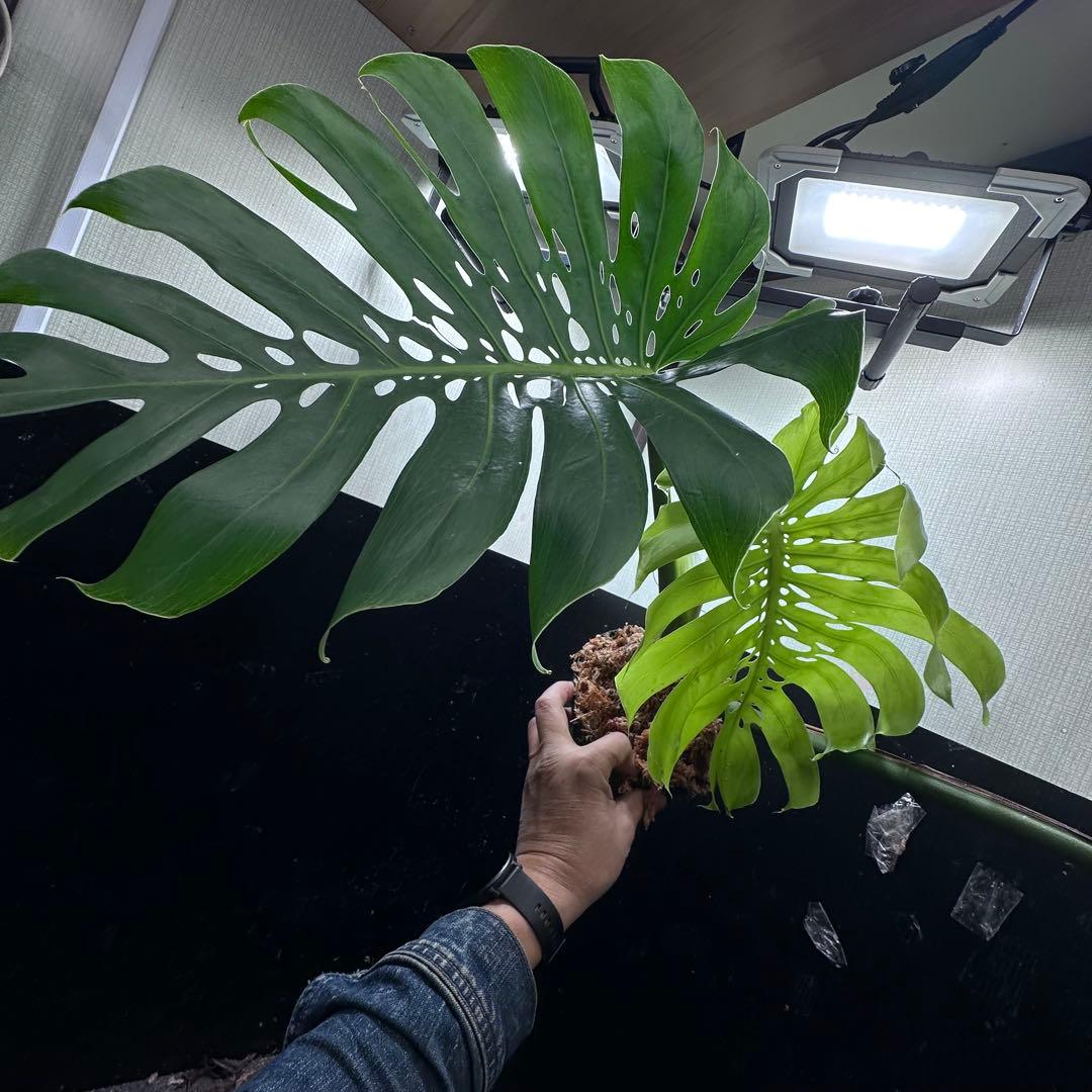 モンステラデリシオーサマクロコズム超希少系統鉢植え86㎝