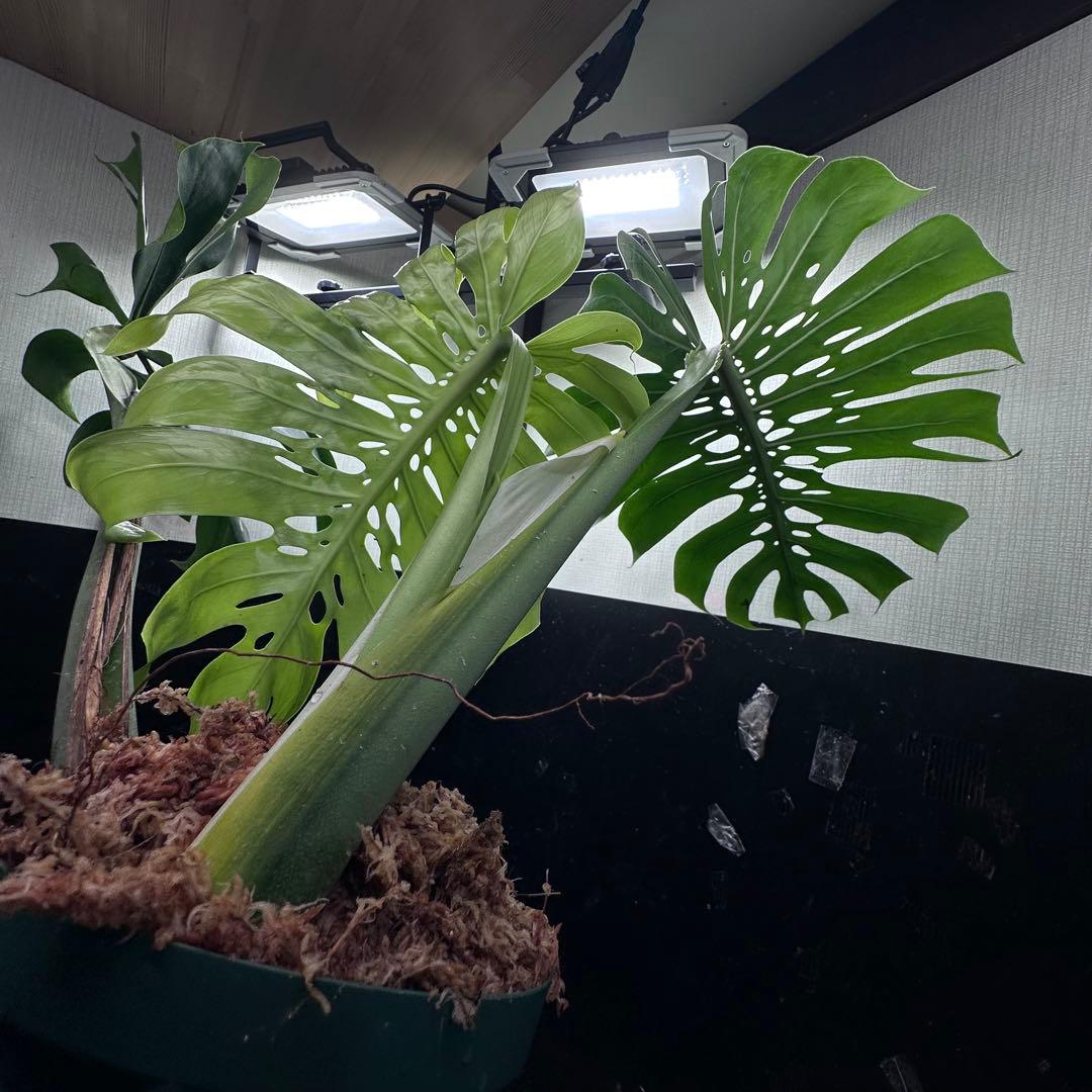 モンステラデリシオーサマクロコズム超希少系統鉢植え86㎝