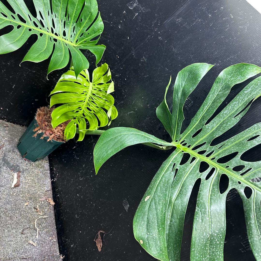 モンステラデリシオーサマクロコズム超希少系統鉢植え86㎝