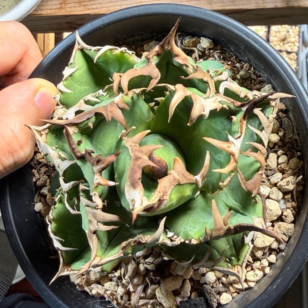 【更新】皇冠　アガベ　子株4個付き親株　発根済み