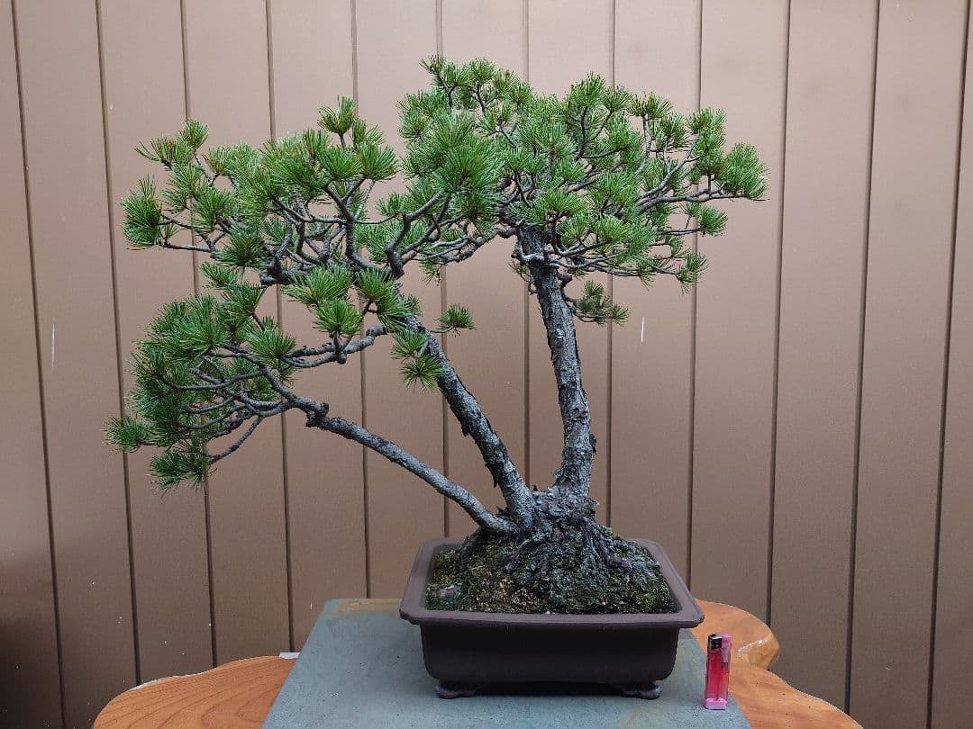 盆栽　盆栽　五葉松　樹高62cm