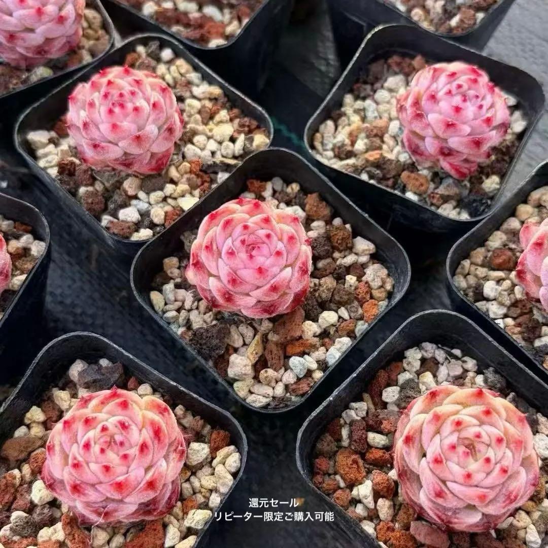 リピーターのみご購入可能　新品種　ピンクレオパード　還元セール