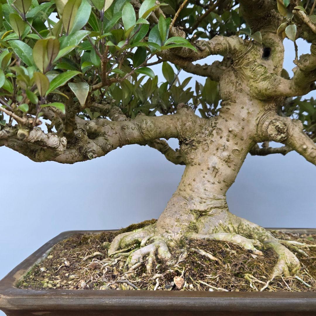 ネズミモチ　[模様木]　大品盆栽