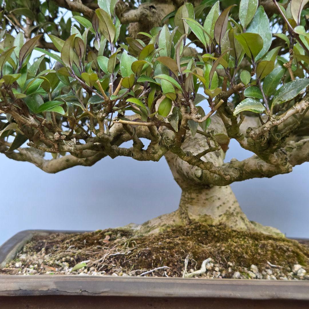 ネズミモチ　[模様木]　大品盆栽