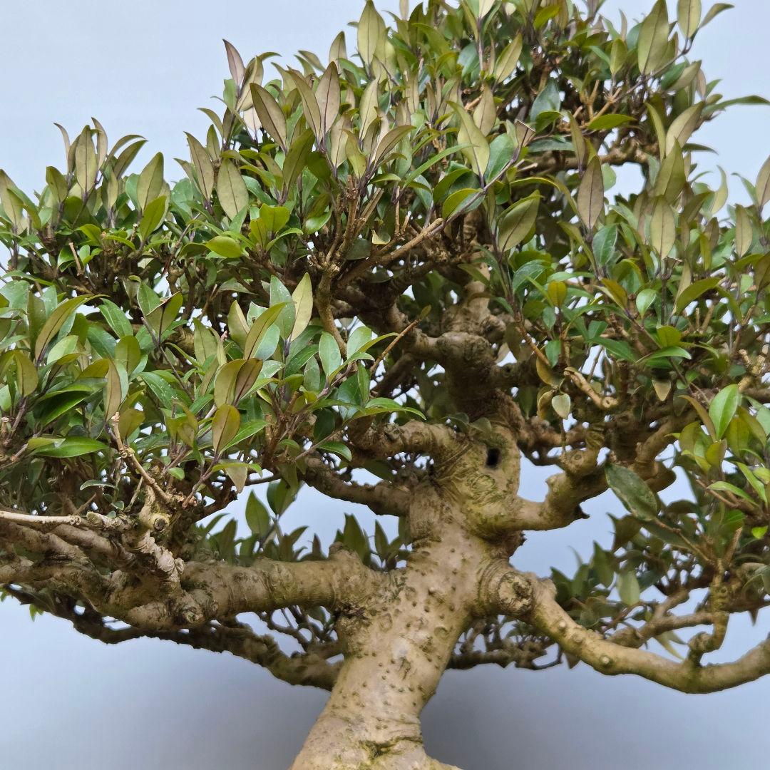 ネズミモチ　[模様木]　大品盆栽