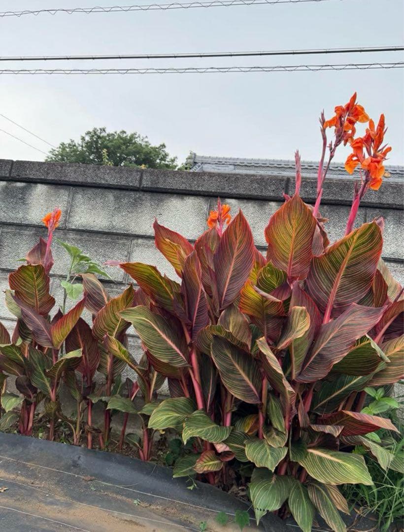 カンナ　オレンジ色花咲く　1株30cm前後苗