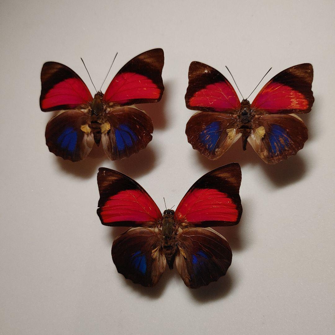 アグリアス　クラウデア「3頭」