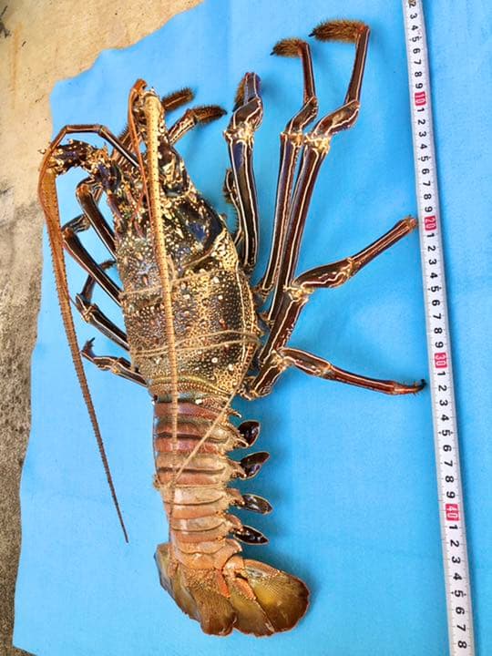 シマイセエビ　剥製　特大サイズ