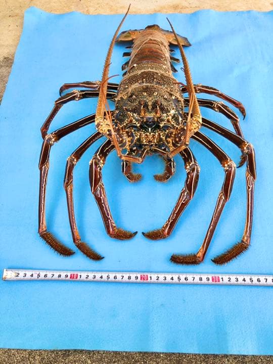 シマイセエビ　剥製　特大サイズ