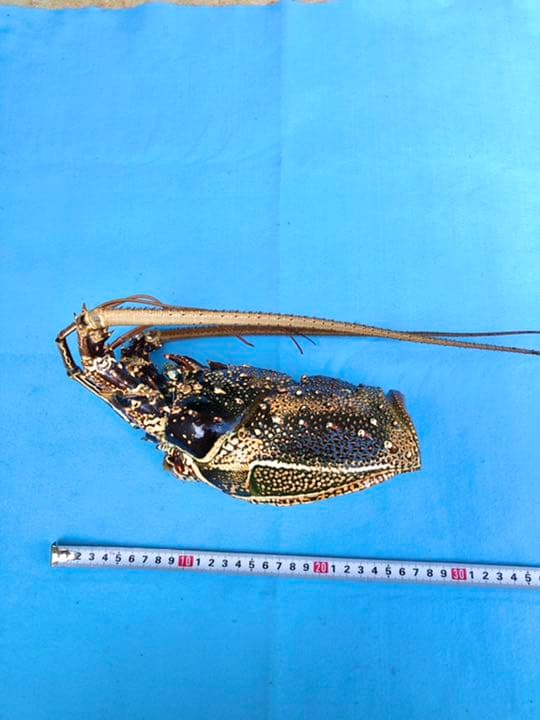 シマイセエビ　剥製　特大サイズ