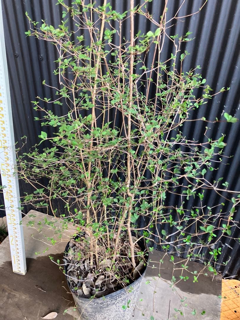 山採り　ドウダンツツジ　株立ち