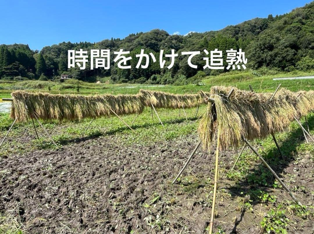 2024 収穫　わら　無肥料　無農薬　自然栽培