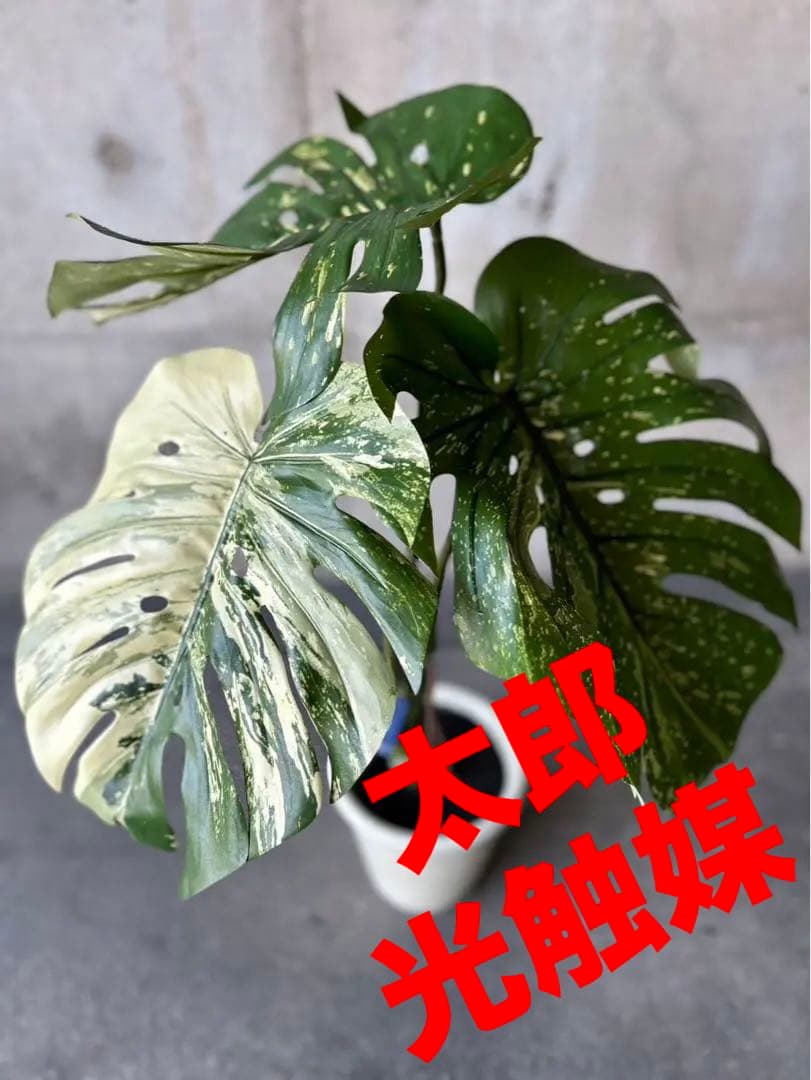 光触媒　人工観葉植物　ウォールグリーン　フェイクグリーン　斑入りモンステラki