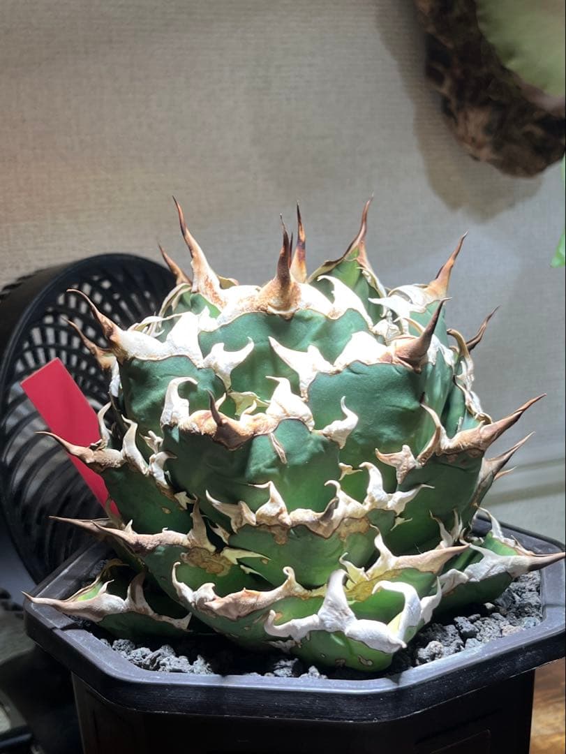 アガベ　オアハカ現地株　子株