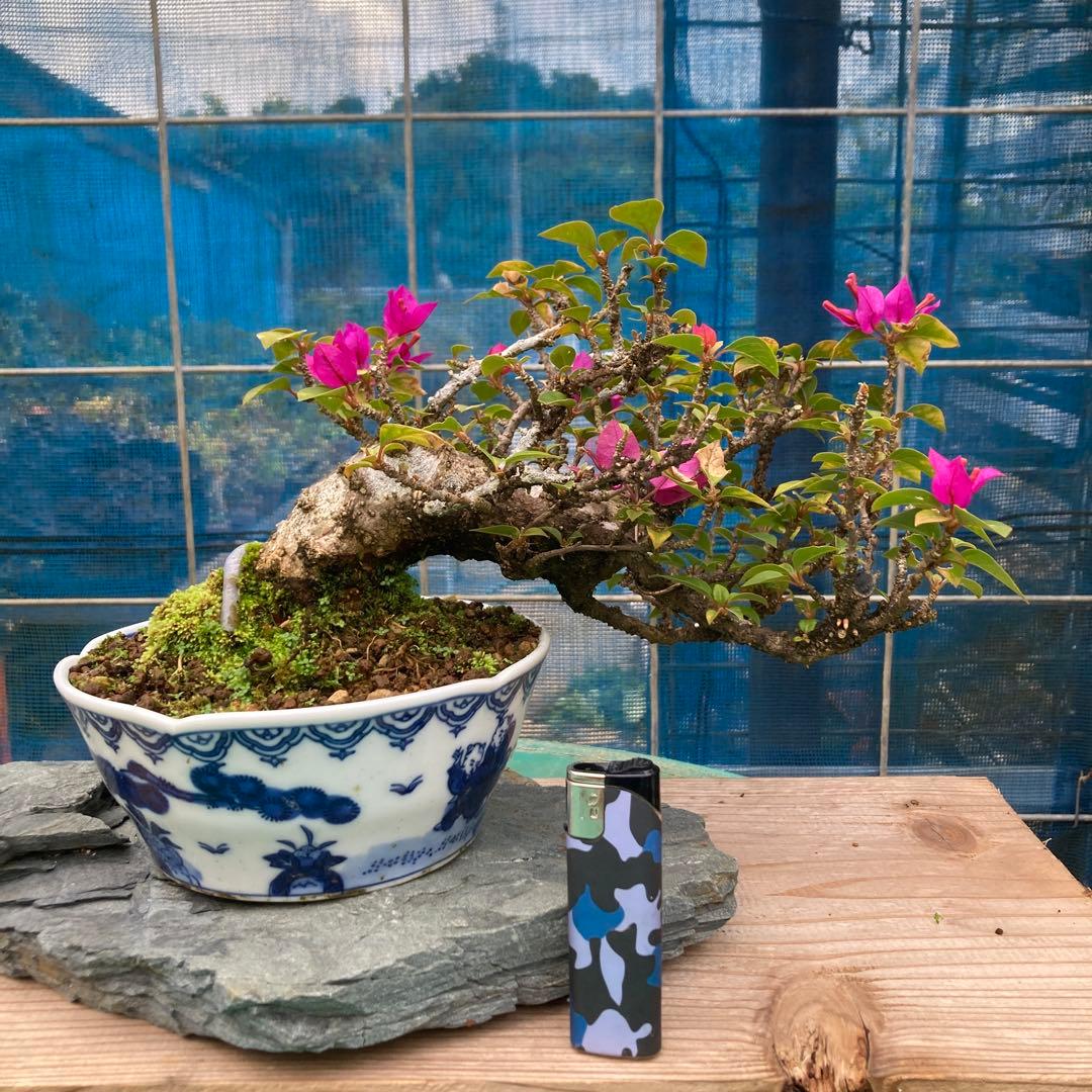 ブーゲンビリア 半懸崖