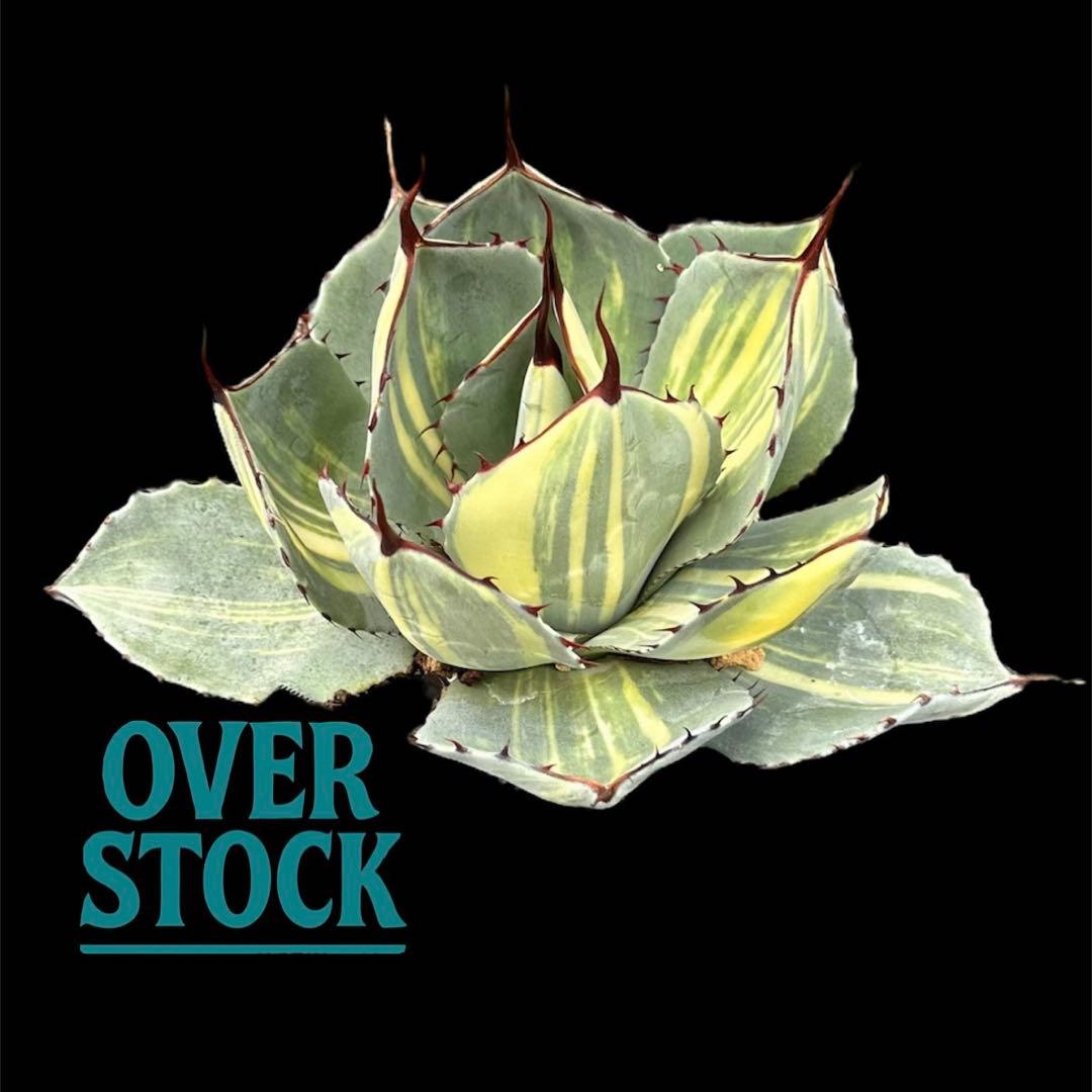 ピ*ト様 激レア　アガベ　パリー　トランカータ　縞斑　発根済み　メルカリ便