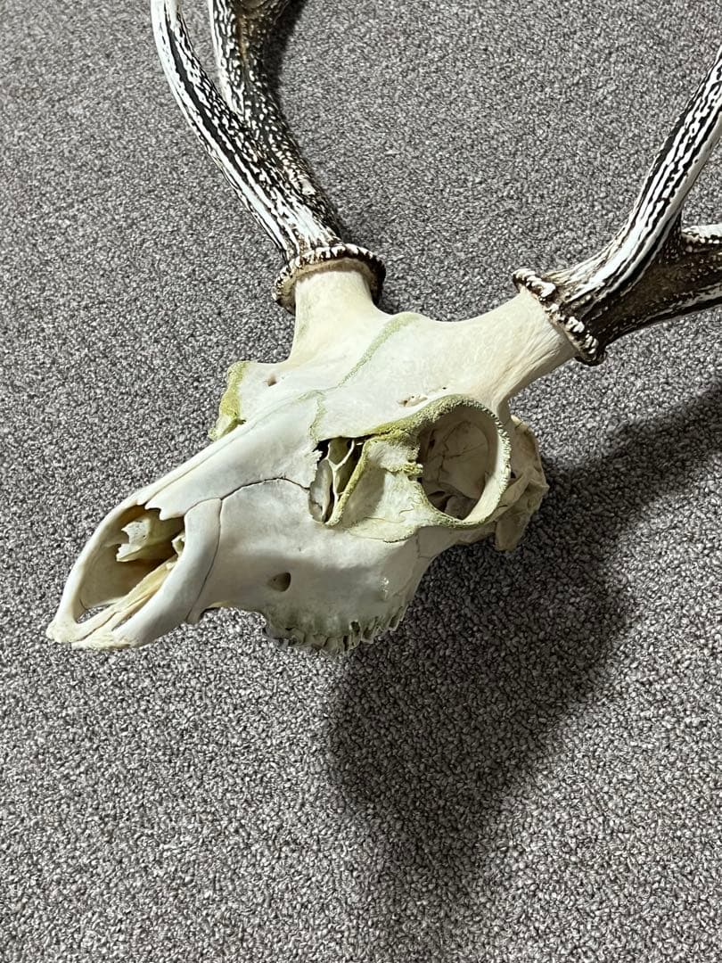 ニホンジカ 鹿の角 頭蓋骨 インテリア ハンティングトロフィー