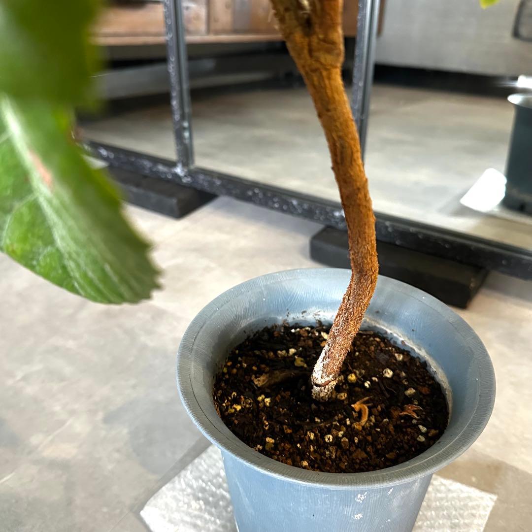 3本◼️枇杷の木 枇杷の葉 ビワ　びわの苗木 びわの木 果樹苗 ビワの木　びわの葉