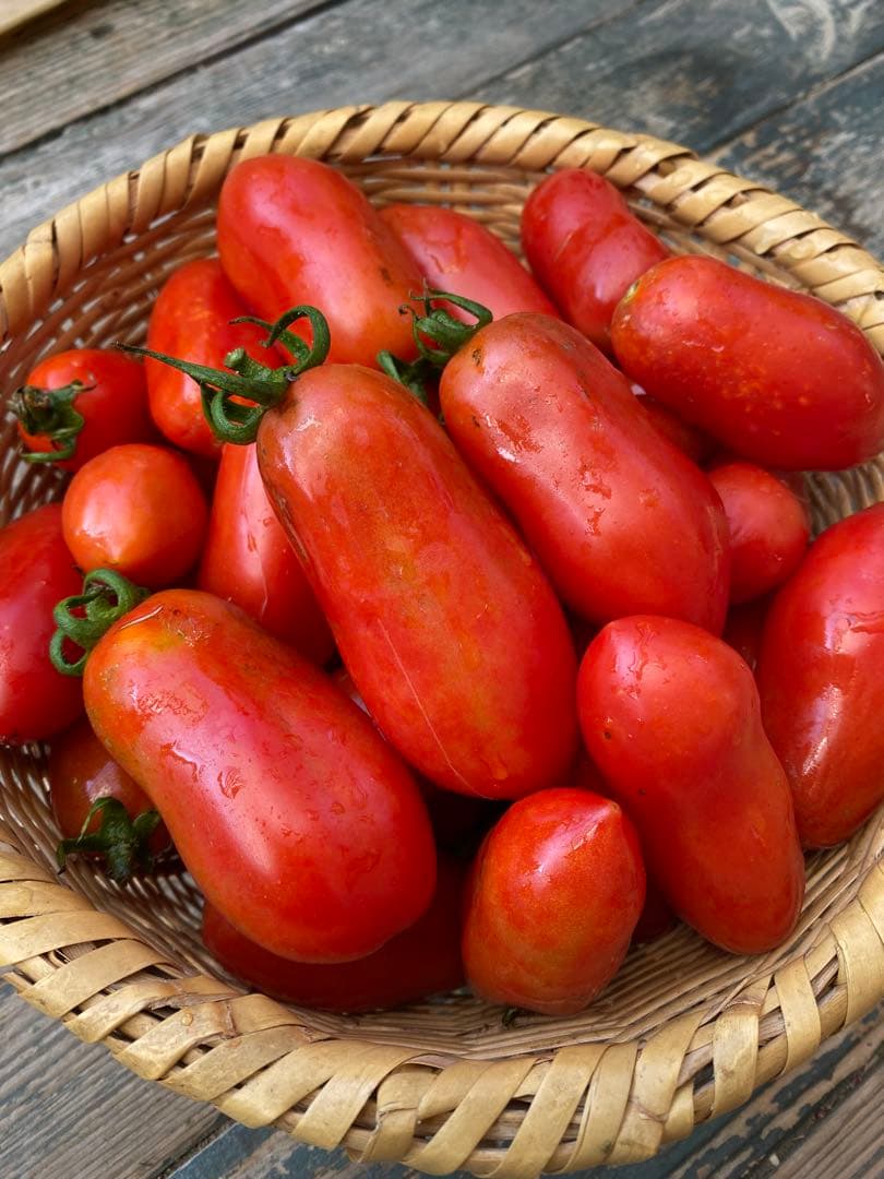 サンマルツァーノの種　固定種　大容量1000粒