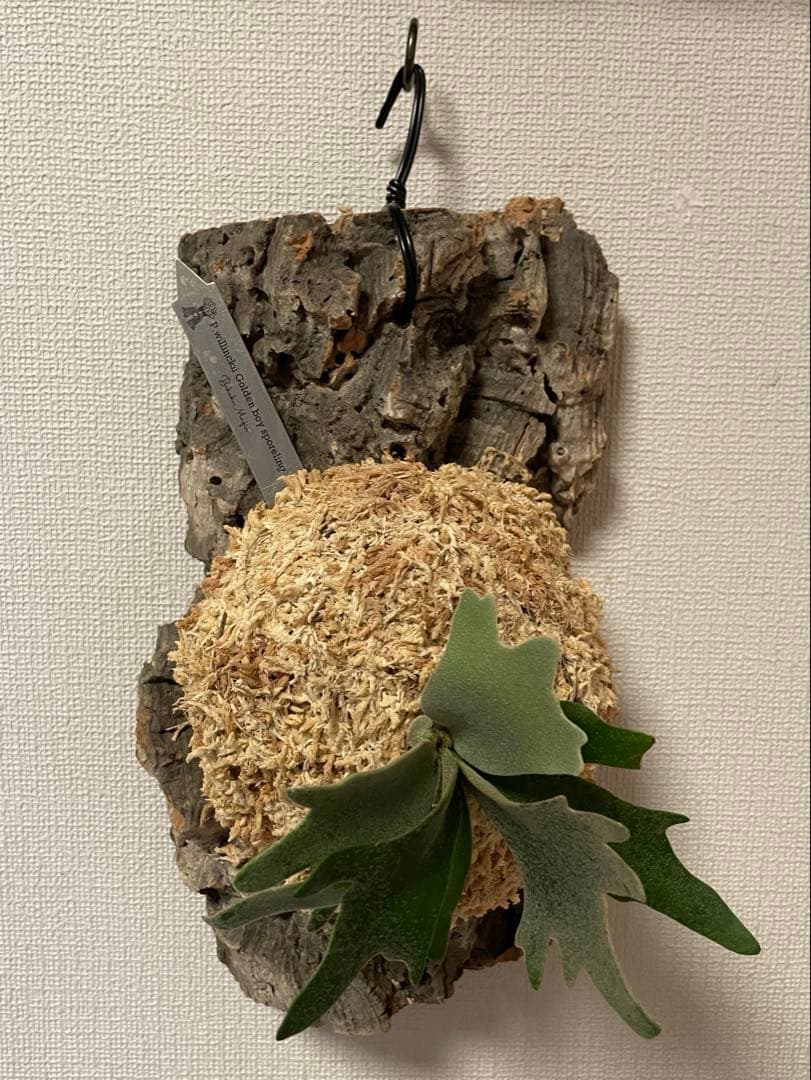 ビカクシダ P.willinckii Goldenboy sporeling