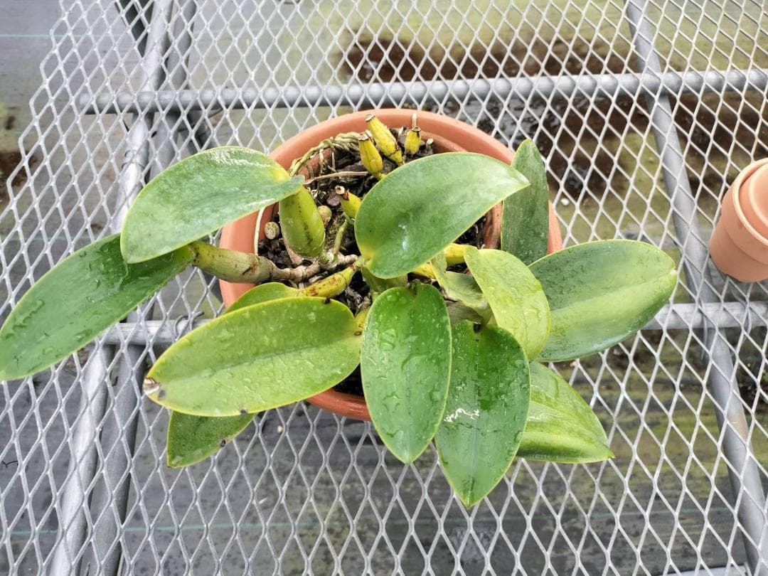 【花芽付】カトレア ワルケリアナ トクツ メリクロン 大きめ株 8号素焼き鉢