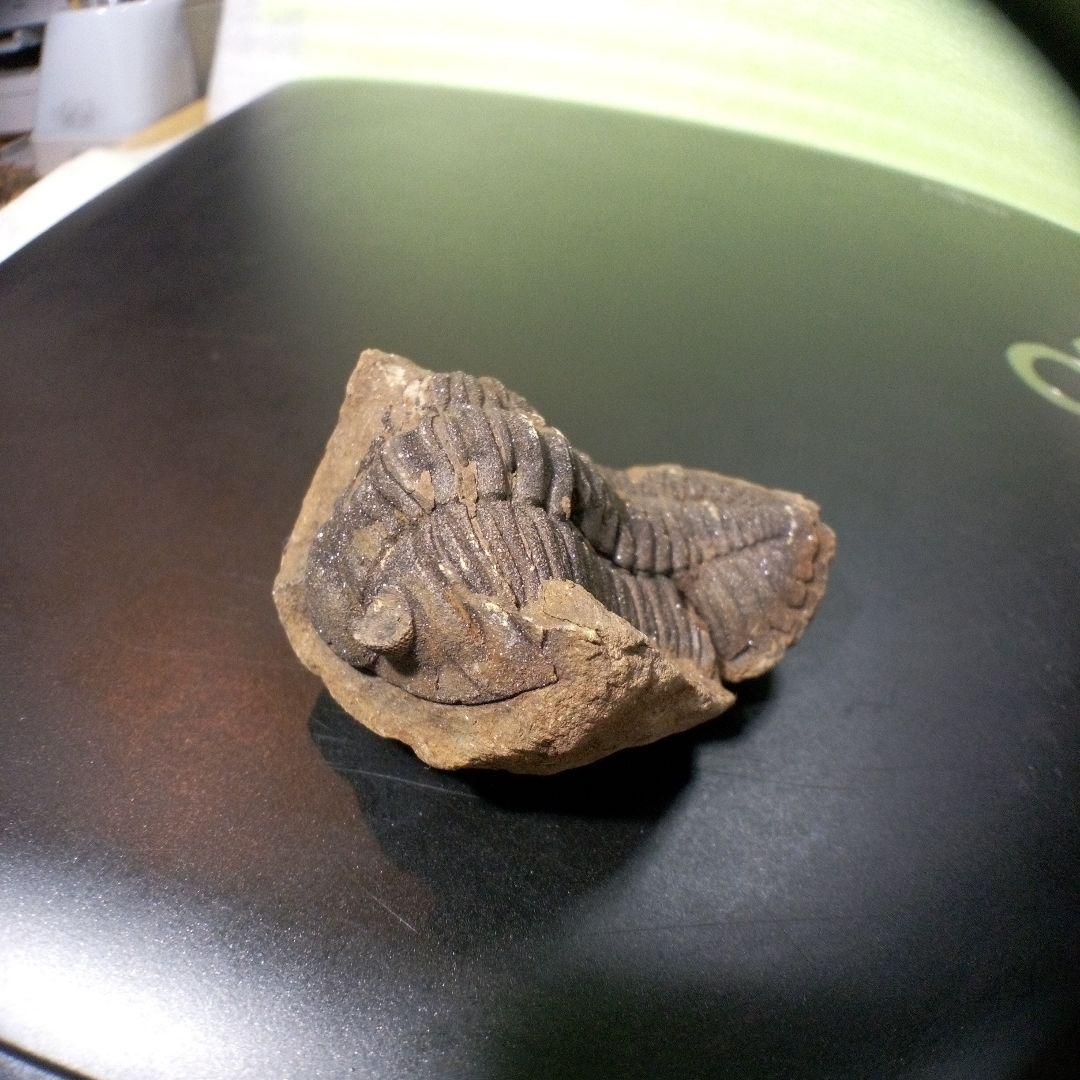 三葉虫　化石　fossil　ボリビア産　トライロバイト　Fossil番号②