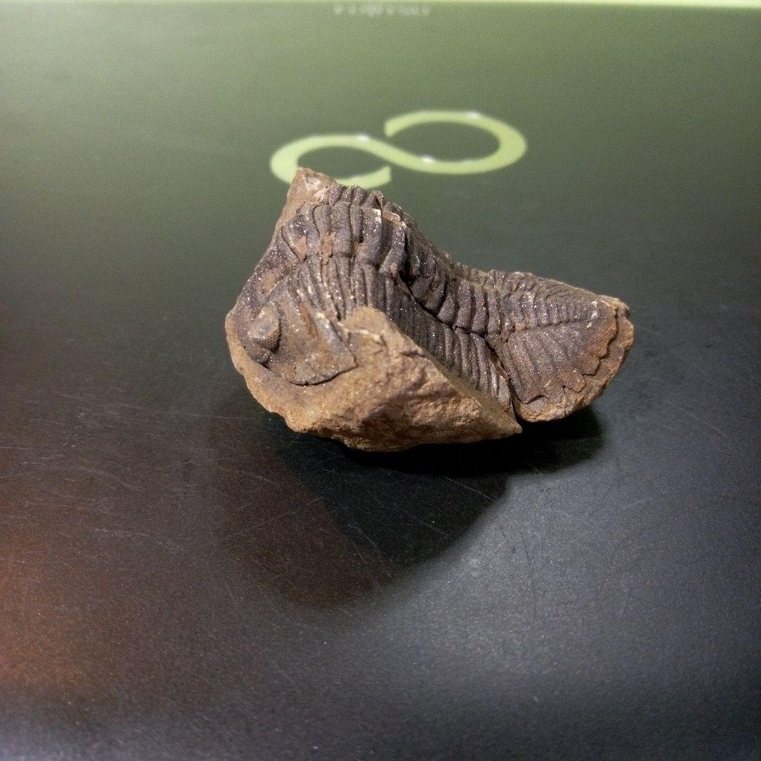 三葉虫　化石　fossil　ボリビア産　トライロバイト　Fossil番号②