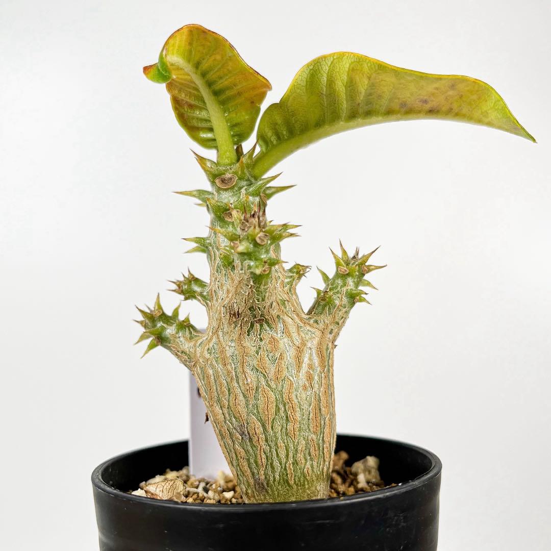 パキポディウム・ウィンゾリー 実生3