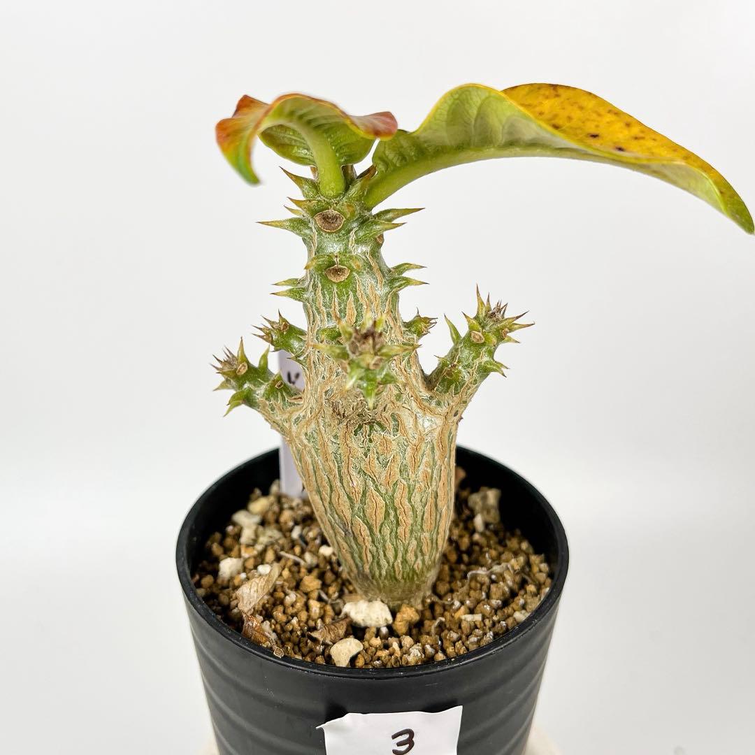 パキポディウム・ウィンゾリー 実生3