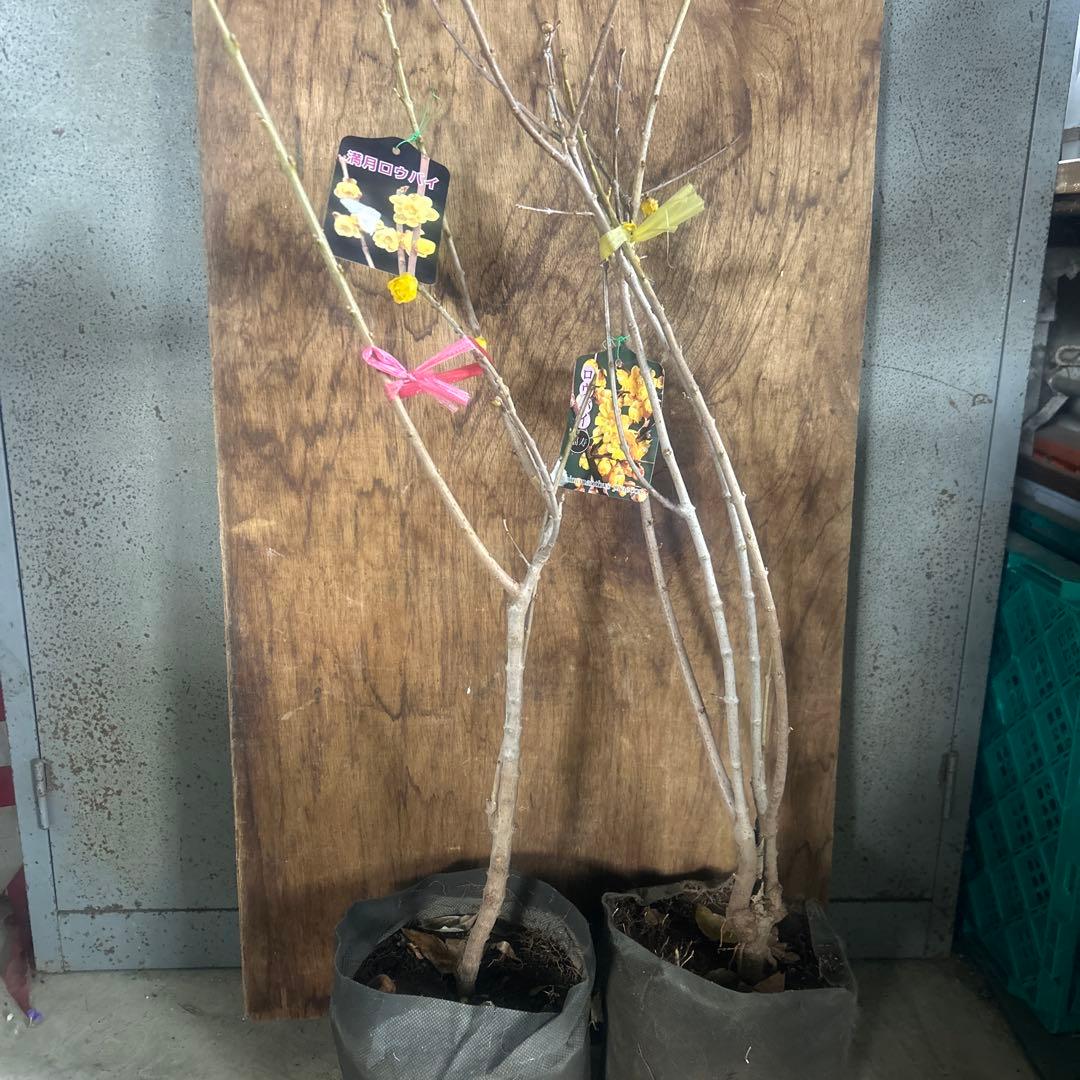 蝋梅苗　ロウバイ　ろうばい　2種　2苗価格　満月　福寿