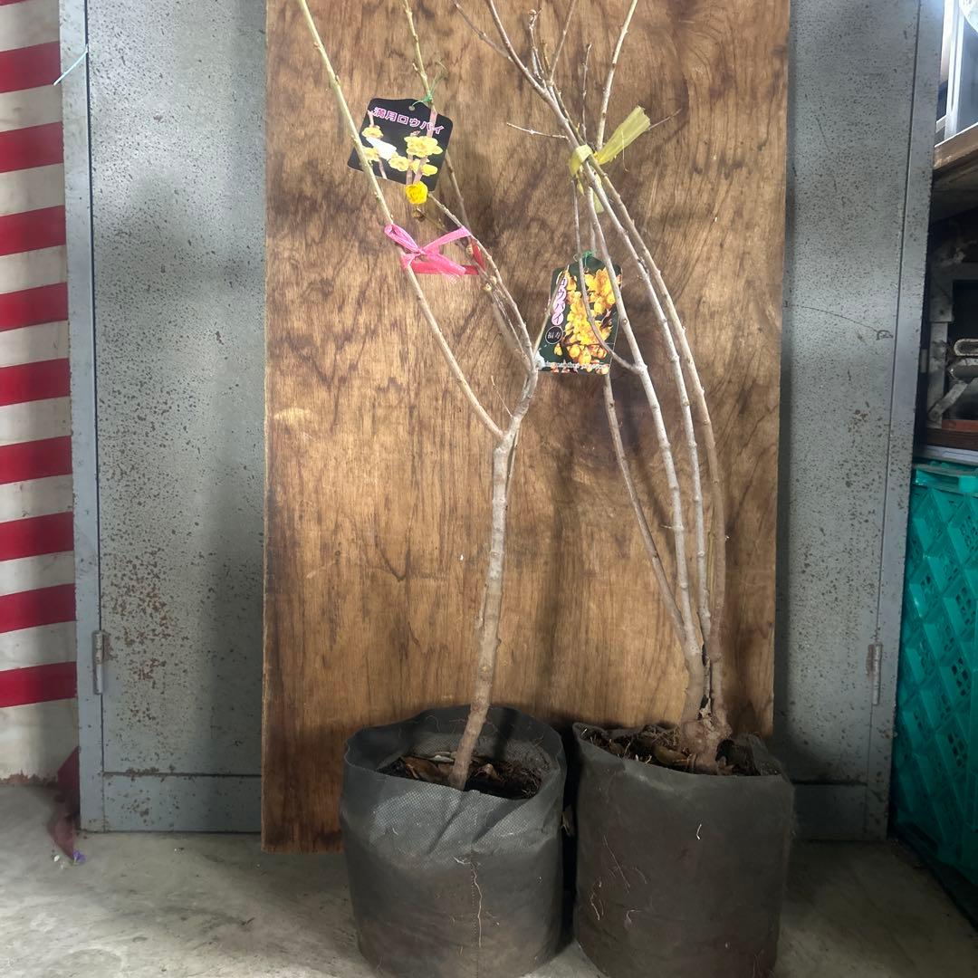 蝋梅苗　ロウバイ　ろうばい　2種　2苗価格　満月　福寿