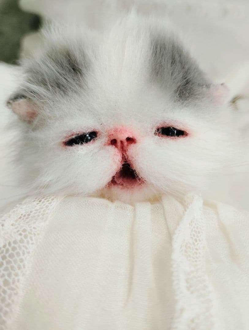 生後２週間♡おっとり♡子猫ちゃん♡アートドール♡ぬいぐるみ♡